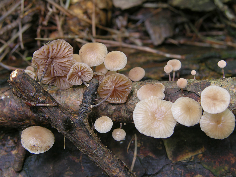 Marasmiellus ramealis